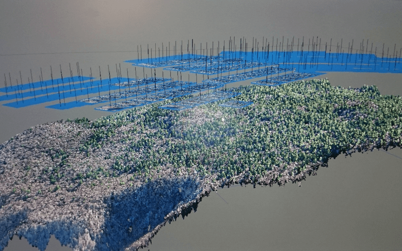 A drone scan of the forest